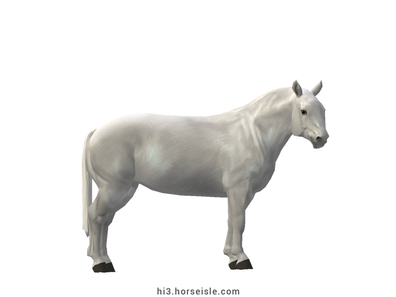 Cow-pony Chianina White Grey Coat